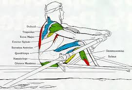 Rowing Machine Muscles Used - Drive Phase