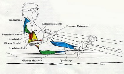Rowing Machine Muscles Used - Finish Phase