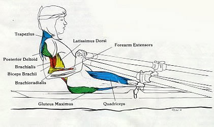 Muscles used on a rowing machine