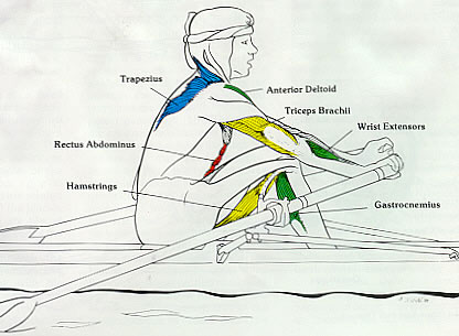 Rowing Machine Muscles Used - Recovery Phase