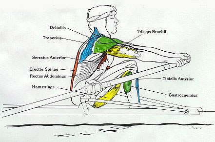 Rowing Machine Muscles Used - Catch Phase