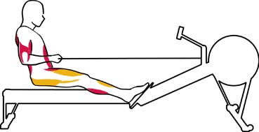 Rowing Machine Muscles